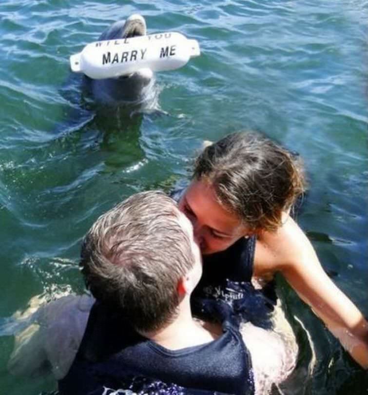 pedido-de-casamento-golfinho-01