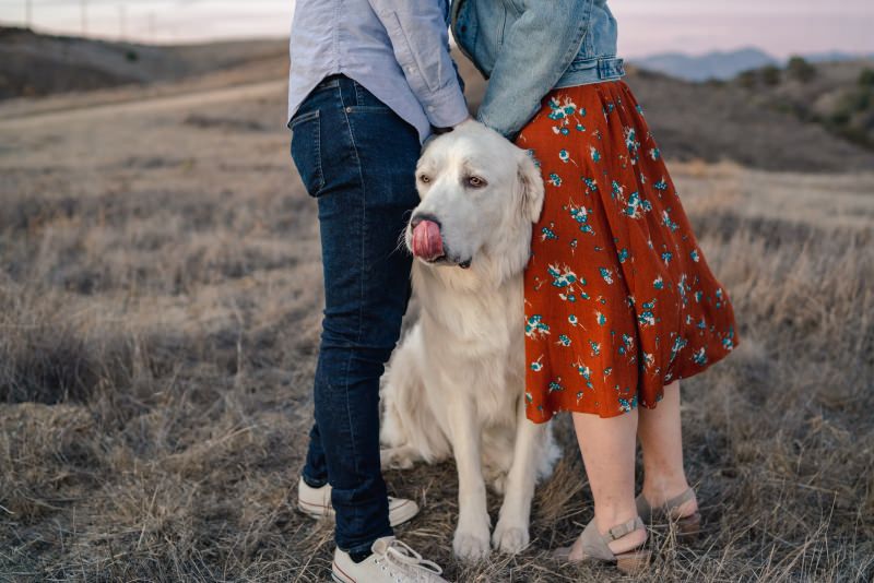 cachorro-casal-campo-unsplash