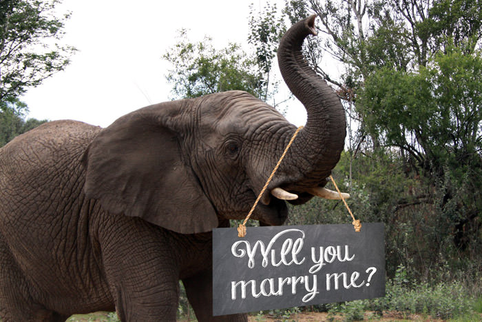 pedido-de-casamento-elefante