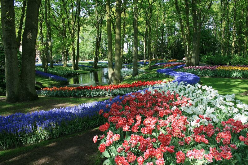 pedido-noivado-parque-Keukenhof-holanda