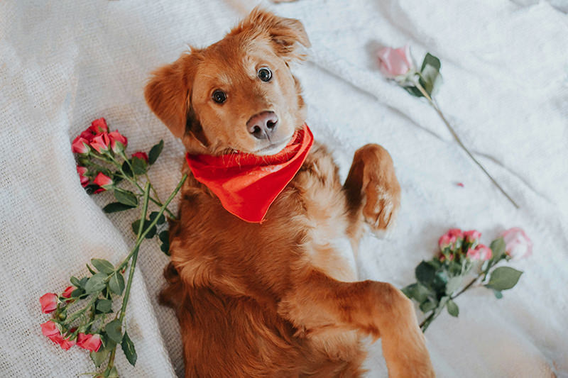 pedido-casamento-com-pet-unsplash