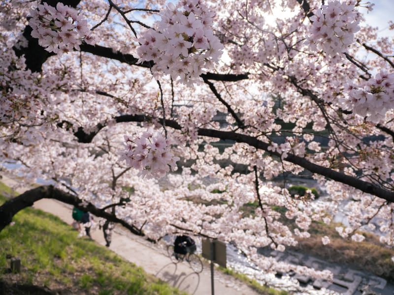 sakura-flor-cerejeira-primavera